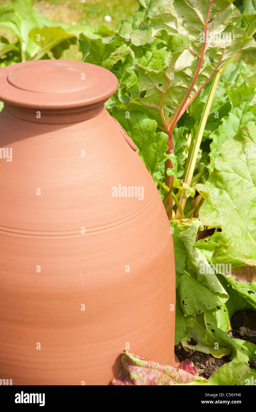 FORCING POT AND RHUBARB Stock Photo Alamy
