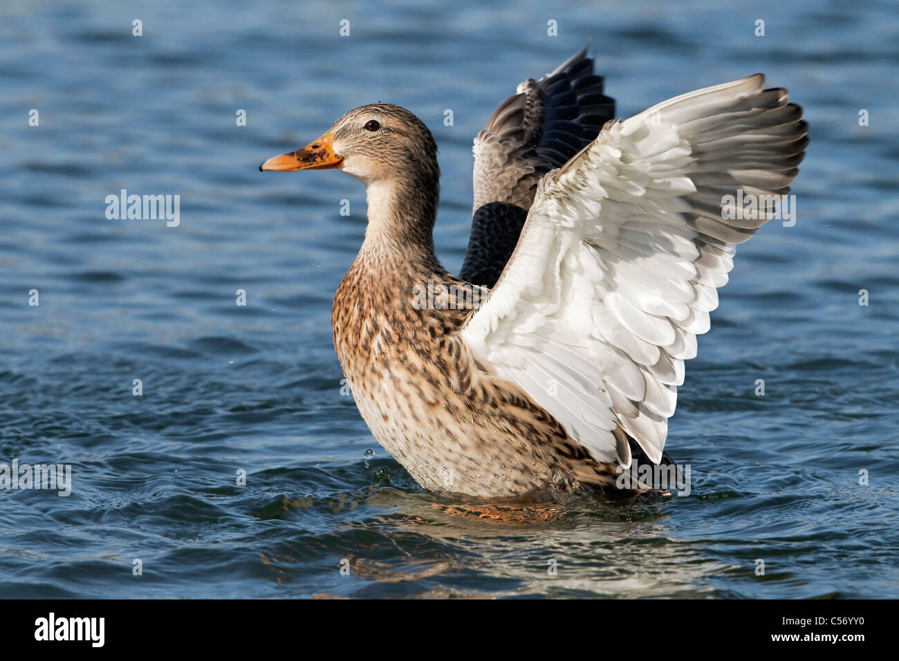 A female Mallard flapping her wings after preening Stock Photo