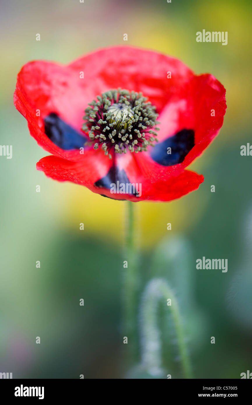 Ladybird poppy - Papaver commutatum Stock Photo