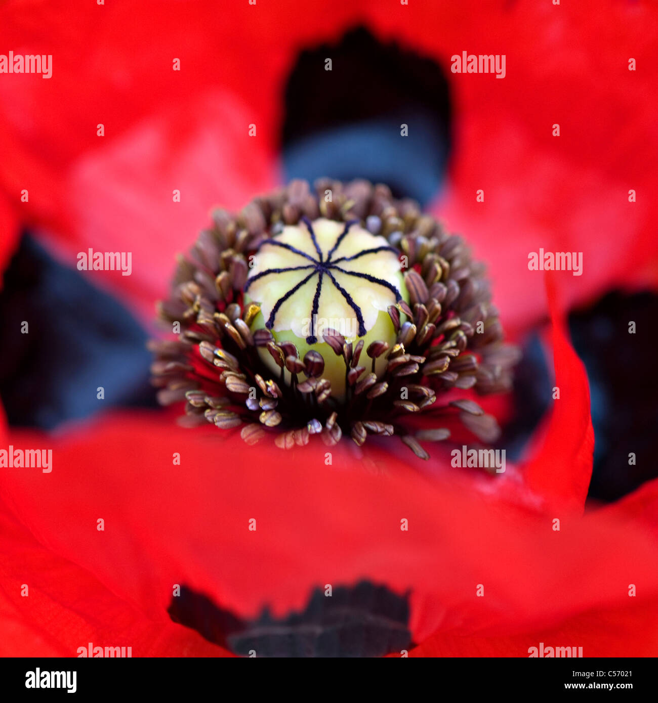 Ladybird poppy - Papaver commutatum Stock Photo