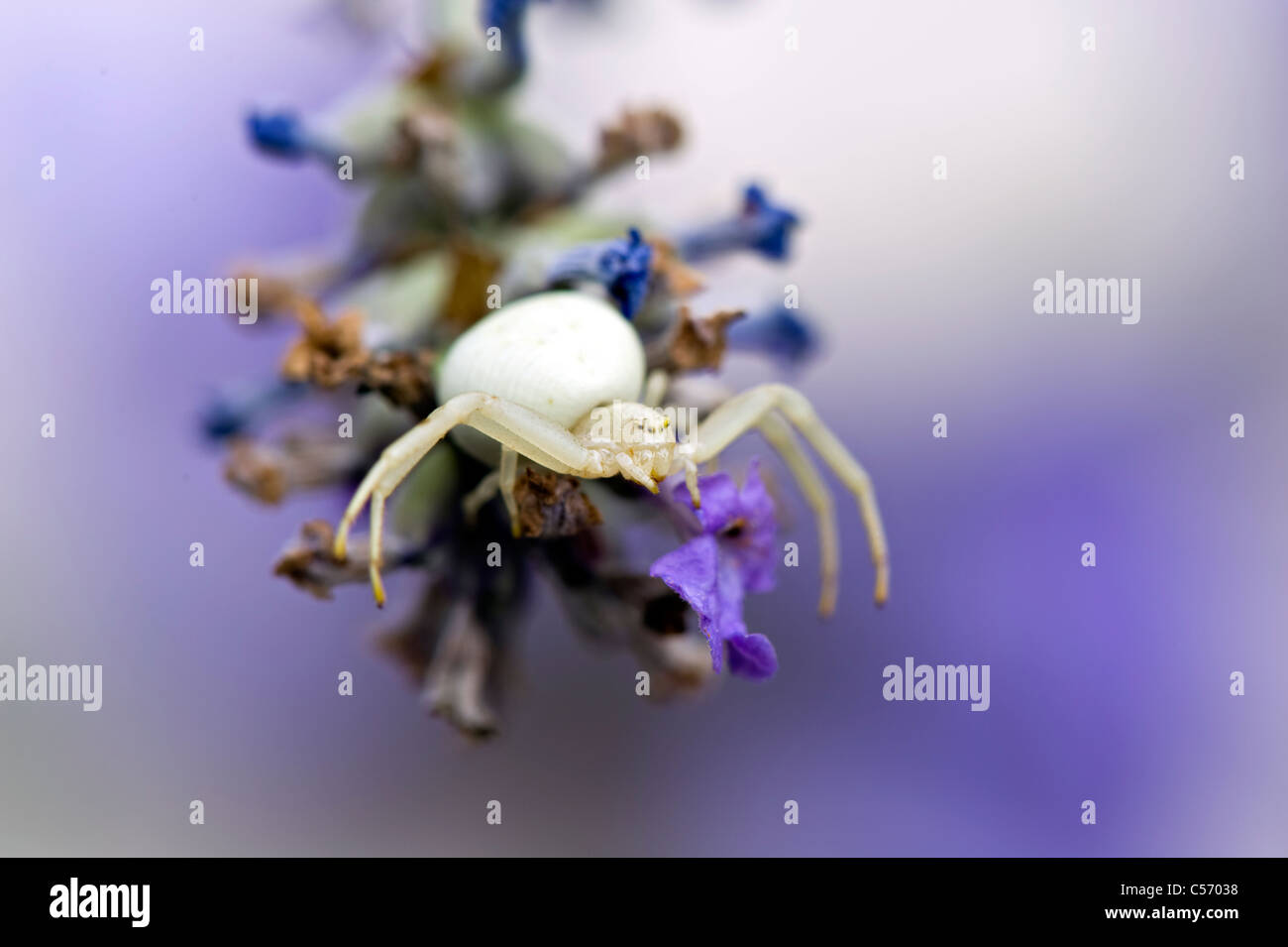 Crab Spider - Misumena vatia on a Lavender flower Stock Photo