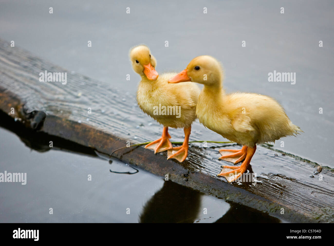 The Netherlands, 's-Graveland. Wild duckings on wood Stock Photo