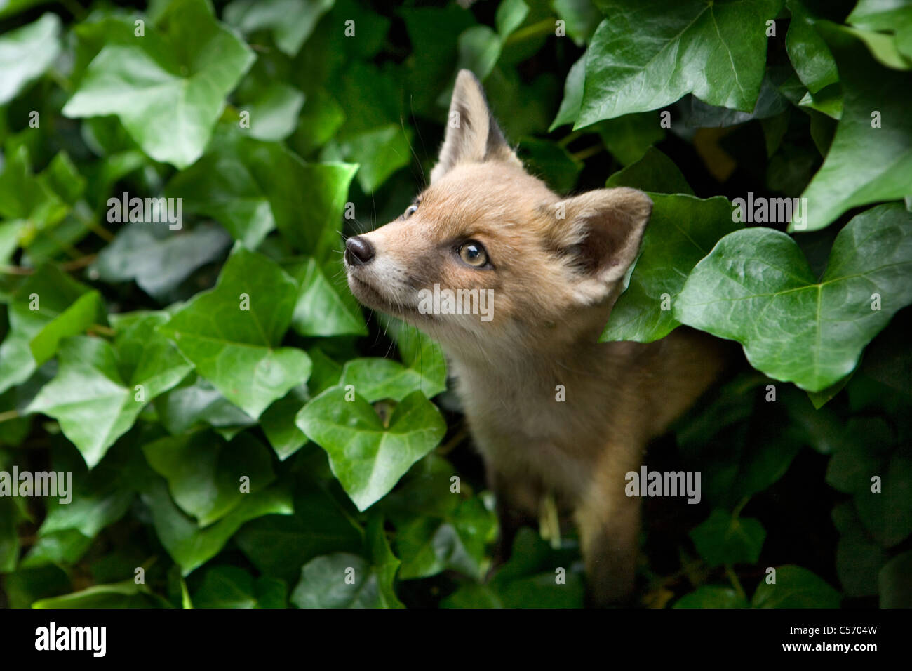 The Netherlands, 's-Graveland. Rural Estate called Gooilust. Young fox who has lost his mother. Stock Photo