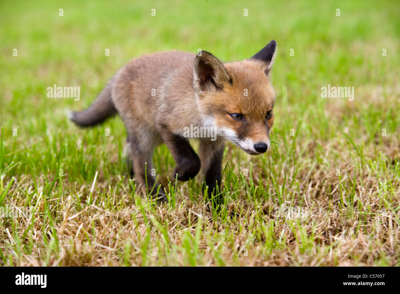 Young fox hires stock photography and images Alamy