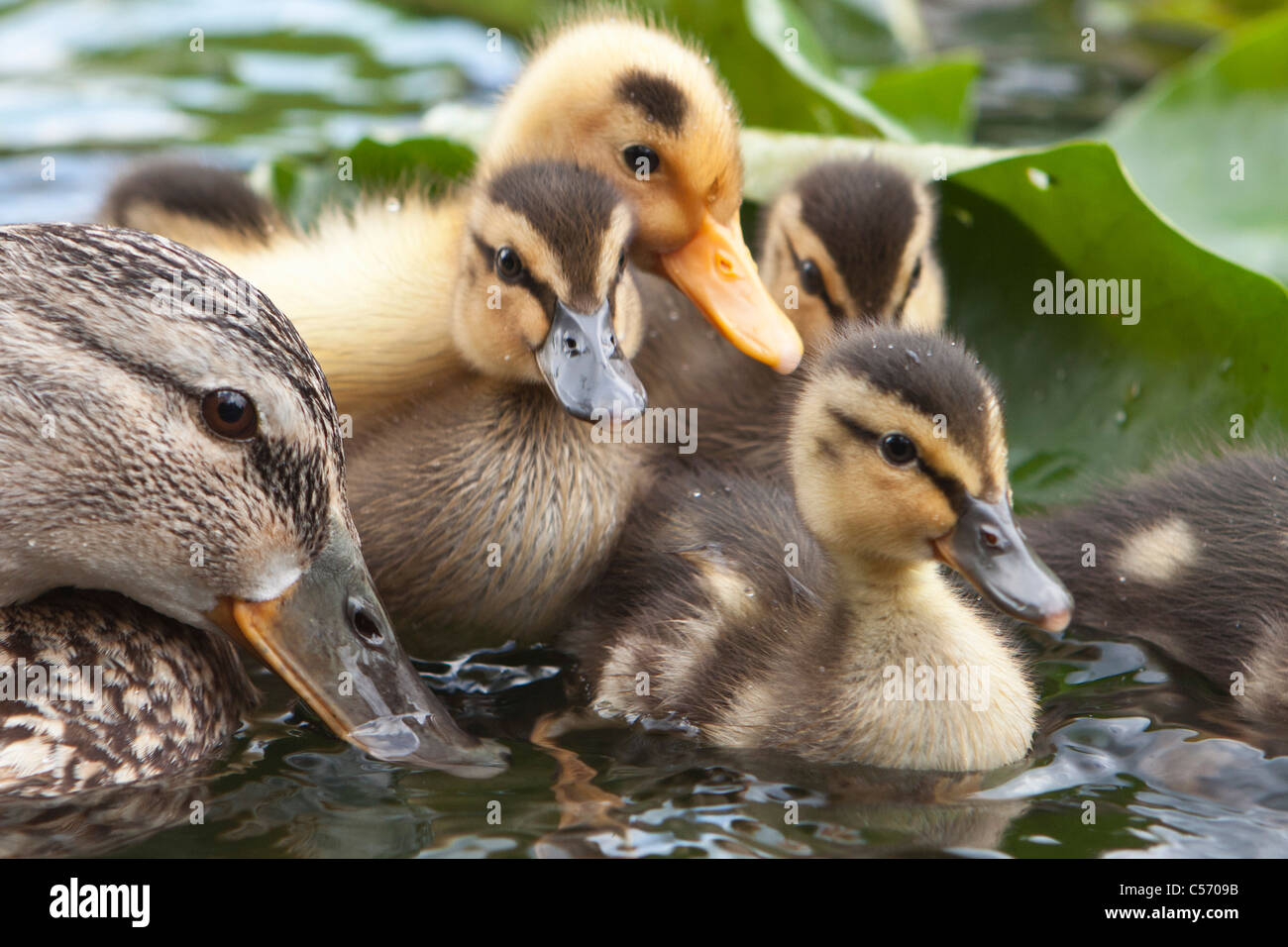 The Netherlands, 's-Graveland, Young ducks and mother in pond. Ducklings. Stock Photo