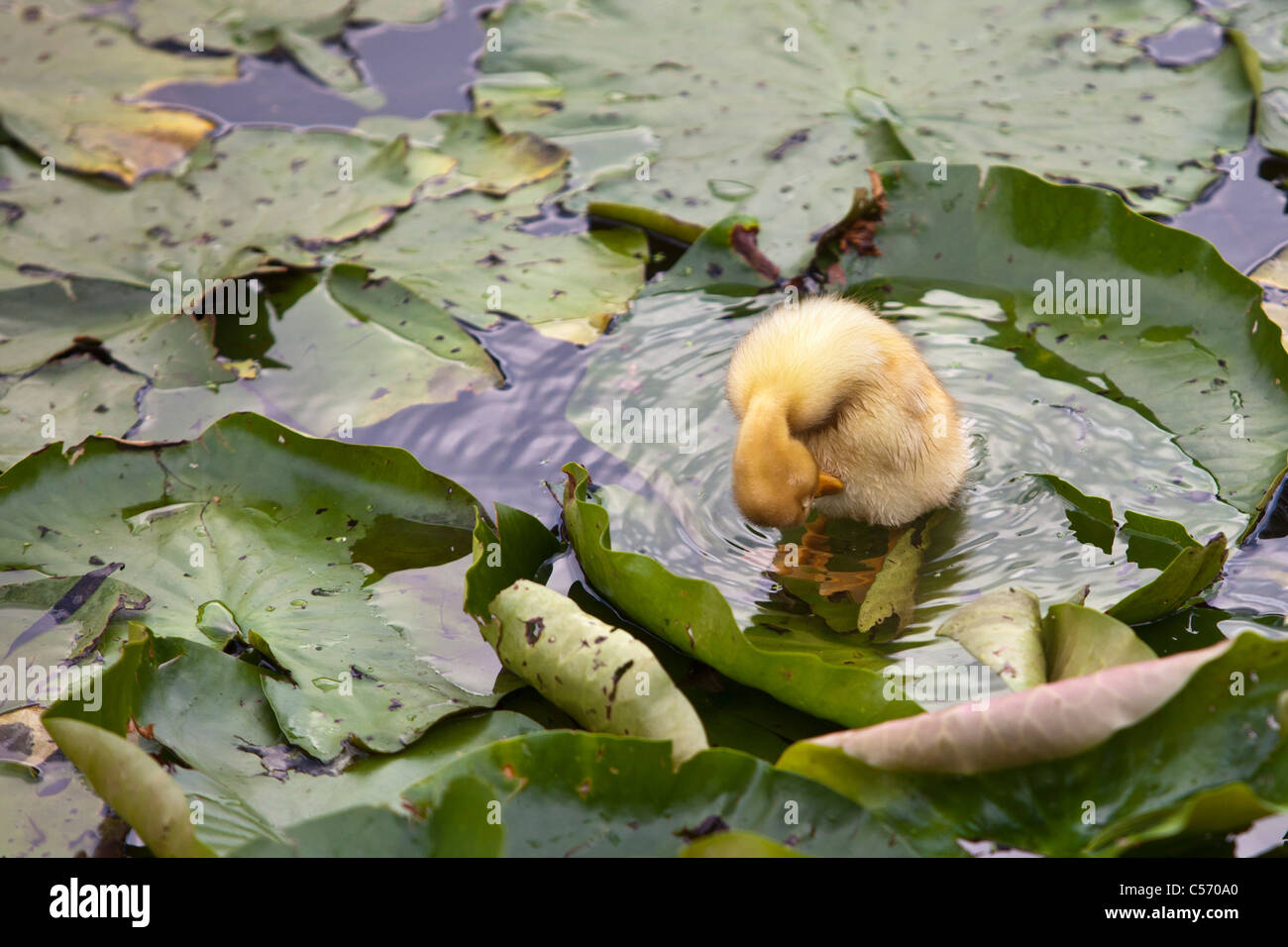 The Netherlands, 's-Graveland, Young duck, duckling in pond. Stock Photo