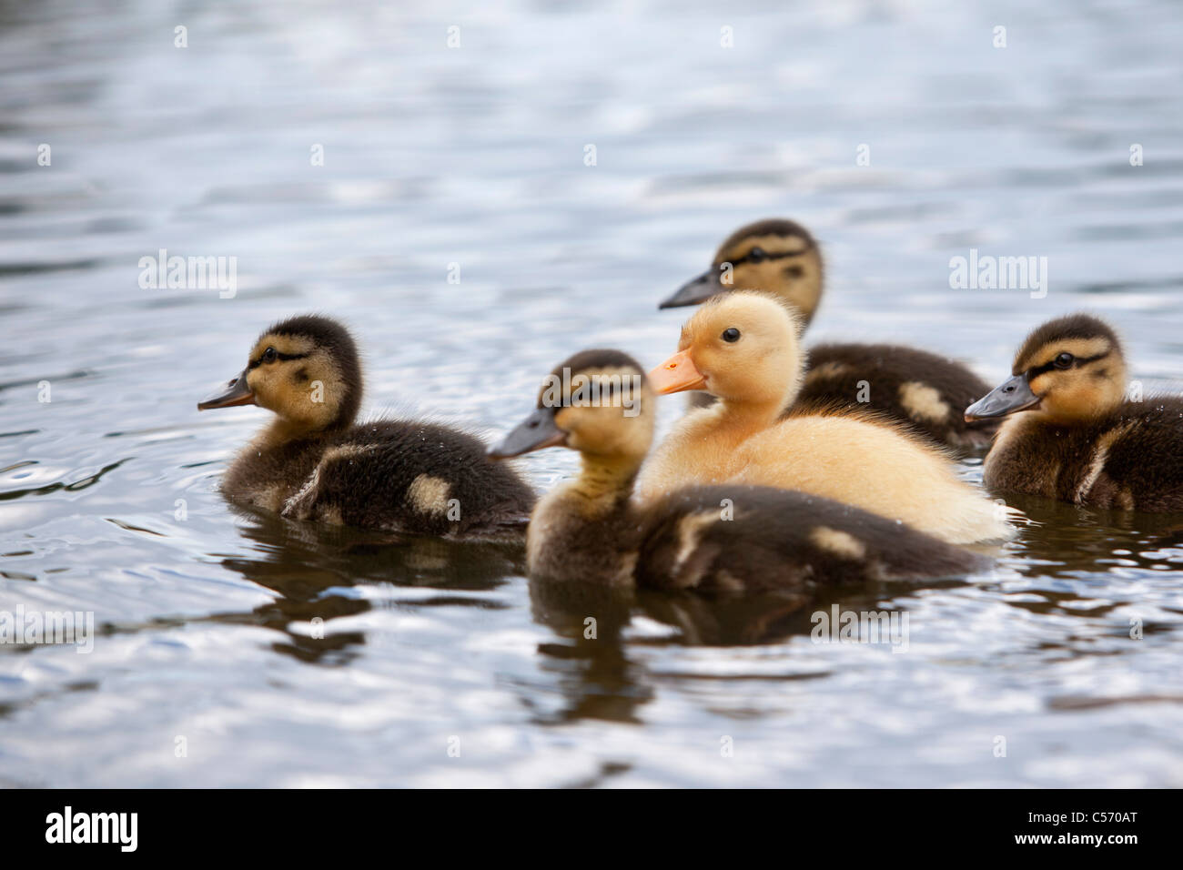 The Netherlands, 's-Graveland, Young ducks in pond. Ducklings. Stock Photo