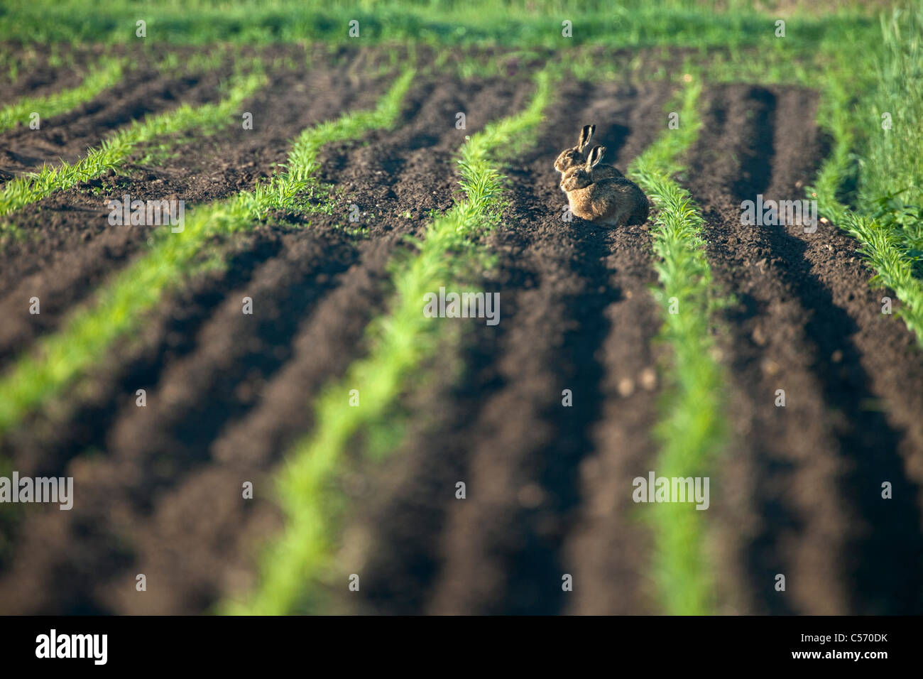 The Netherlands, 's-Graveland, Couple of rabbits warming up in morning sun in corn field. Stock Photo