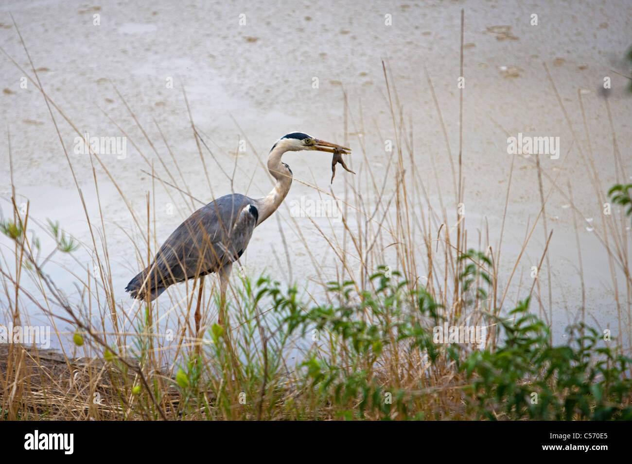 The Netherlands, 's-Graveland, Grey heron catching frog in pond. Stock Photo