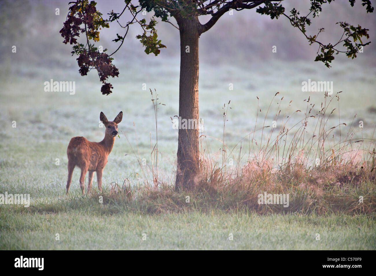 The Netherlands, 's-Graveland, Deer or roe. Stock Photo