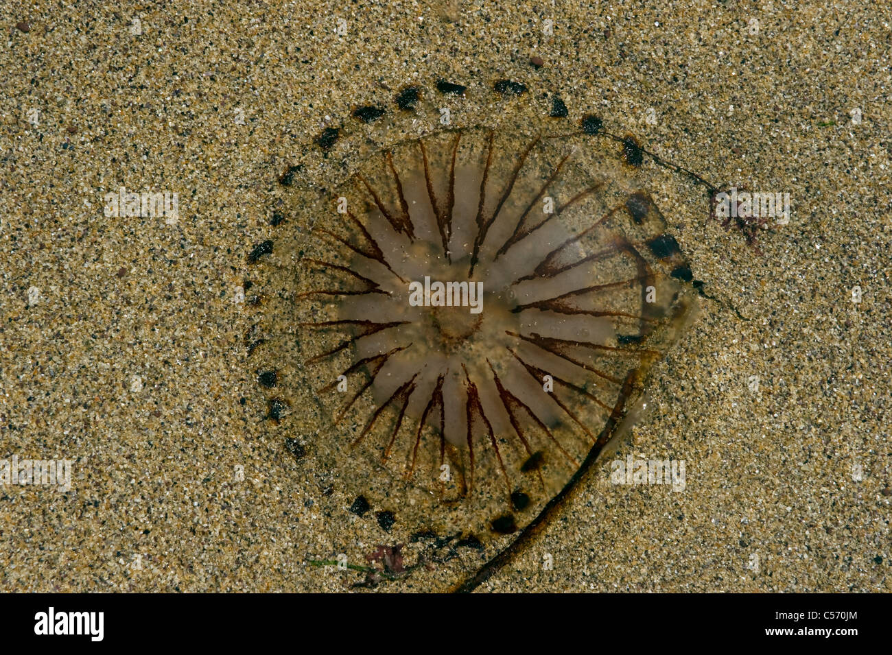 Compass jellyfish (Chrysaora hysoscella) stranded on sand grains at