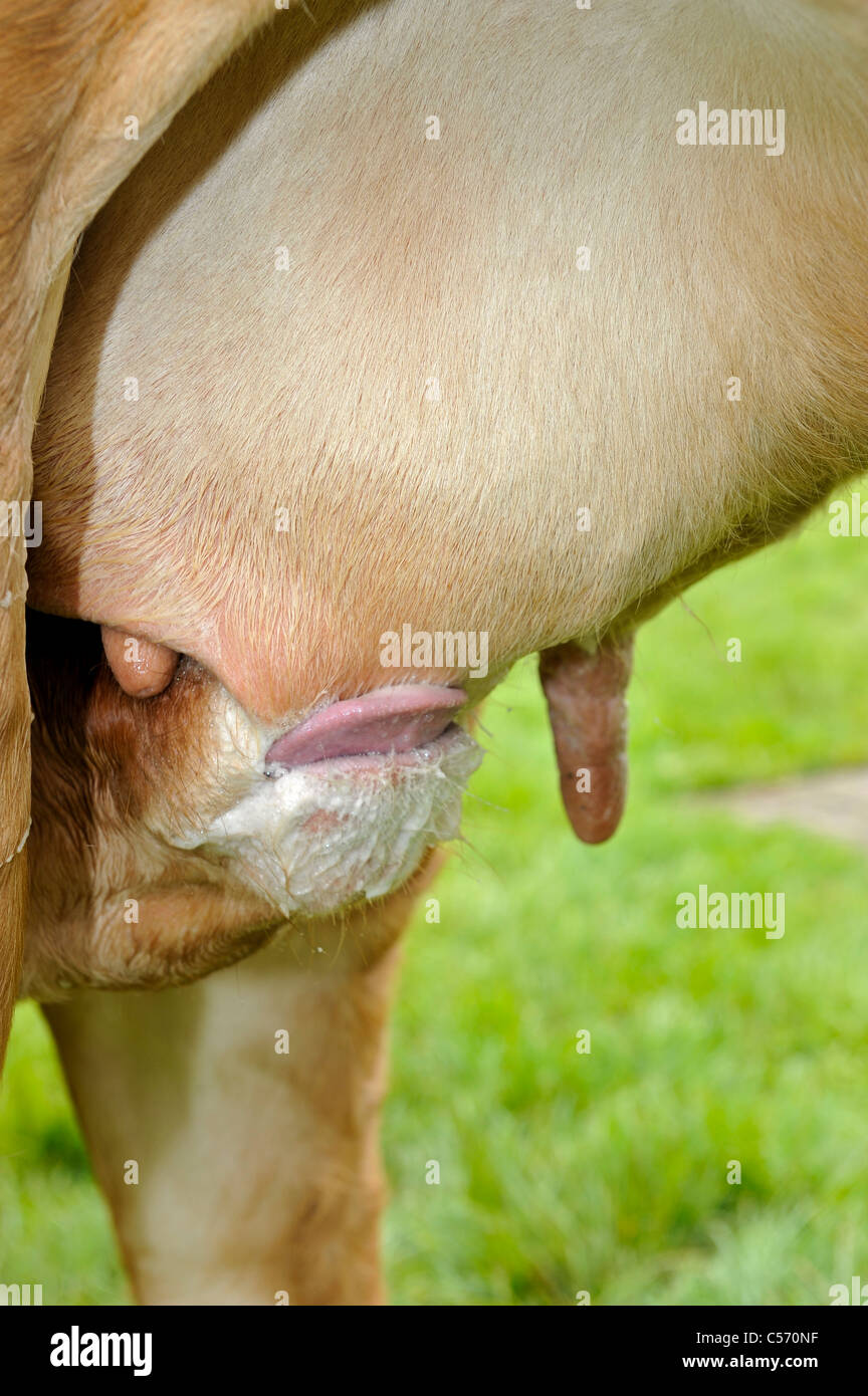 Young beef calf feeding of its mother. Stock Photo