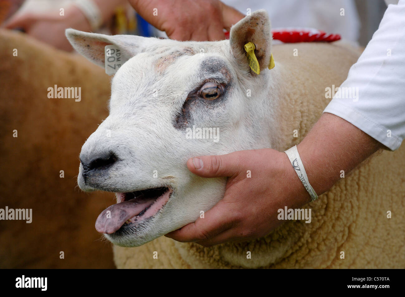 Showing Beltex sheep at the Highland show 2011 Stock Photo