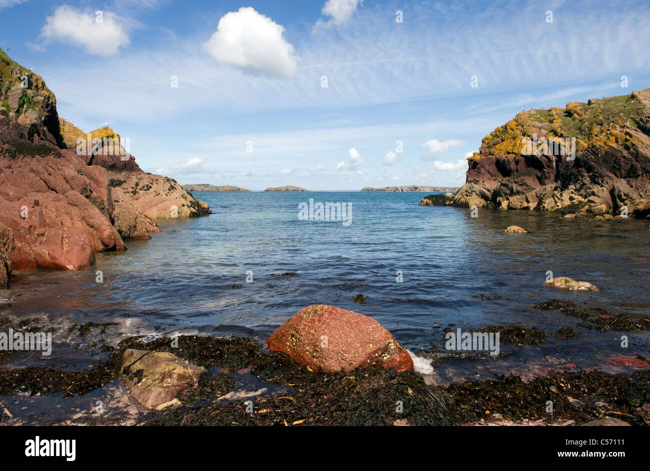 Waves gently breaking against a limpet covered red rock at North Haven Skokholm Island Pembrokeshire South Wales UK Stock Photo
