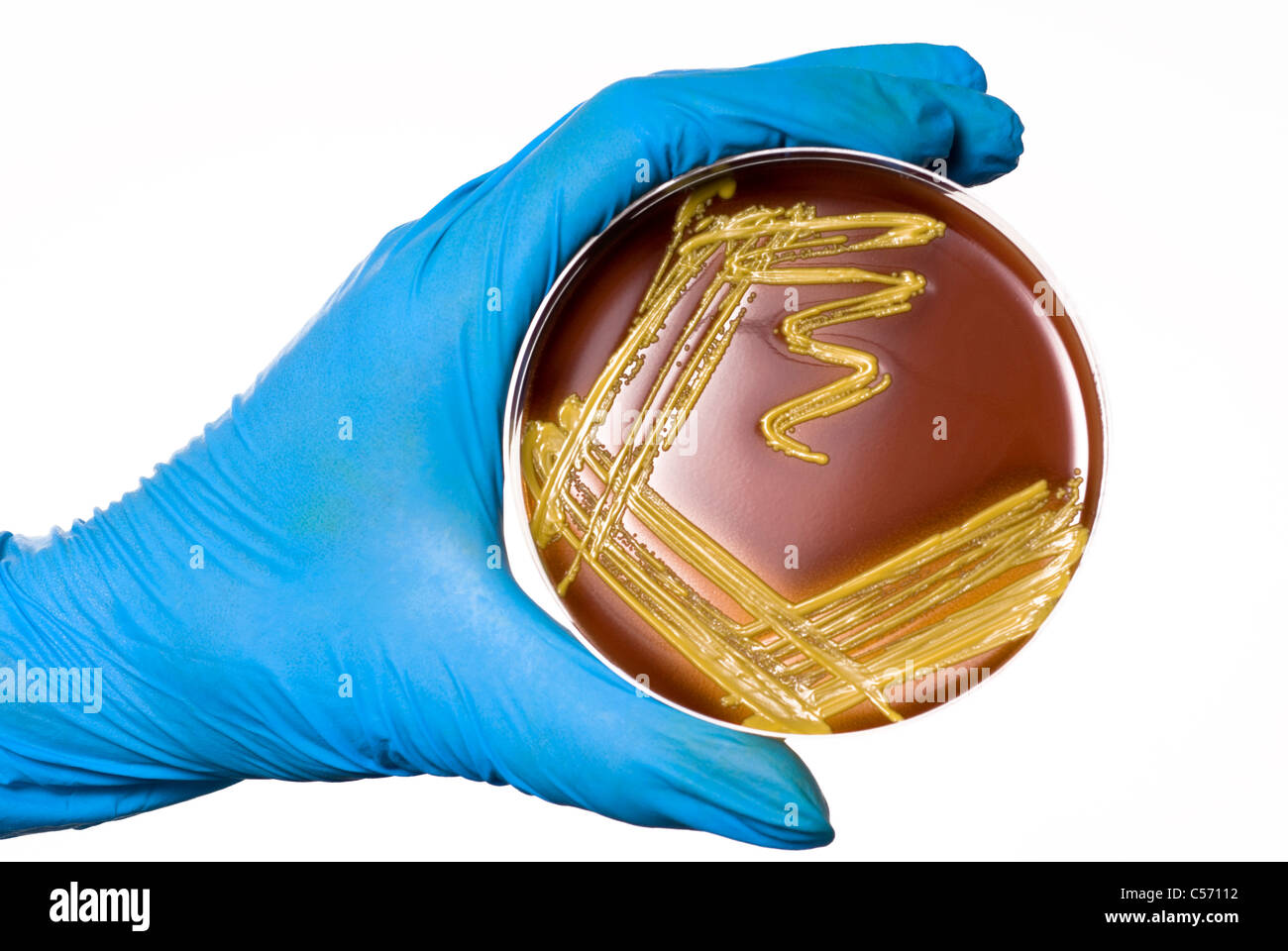 Gloved hand holding petri dish with bacterial colony isolated on a white background with space for text or cutout Stock Photo