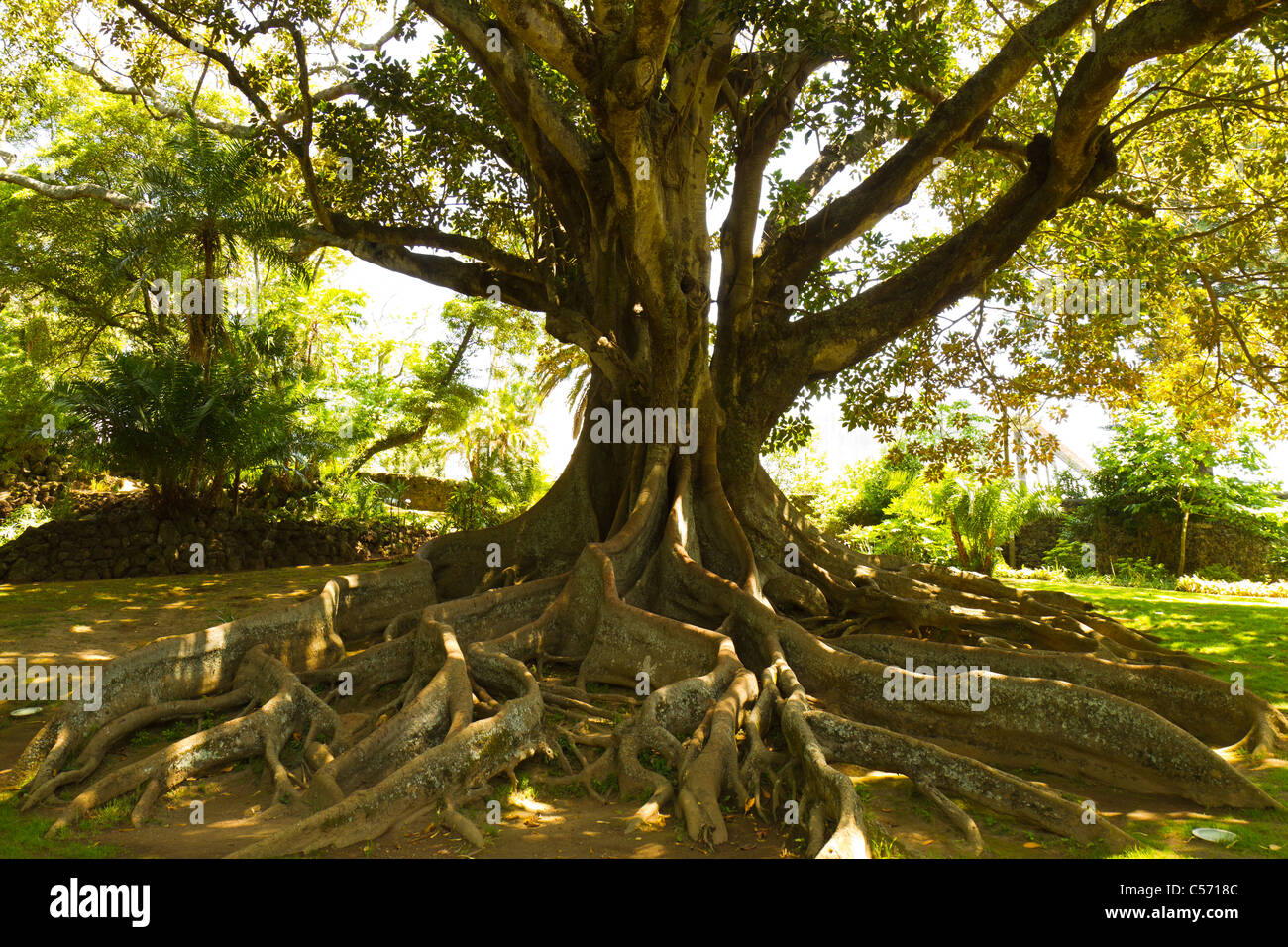 Giant gummy tree roots in Jardim Antonio Borges, Ponta Delgada, São Miguel island, Azores. Stock Photo