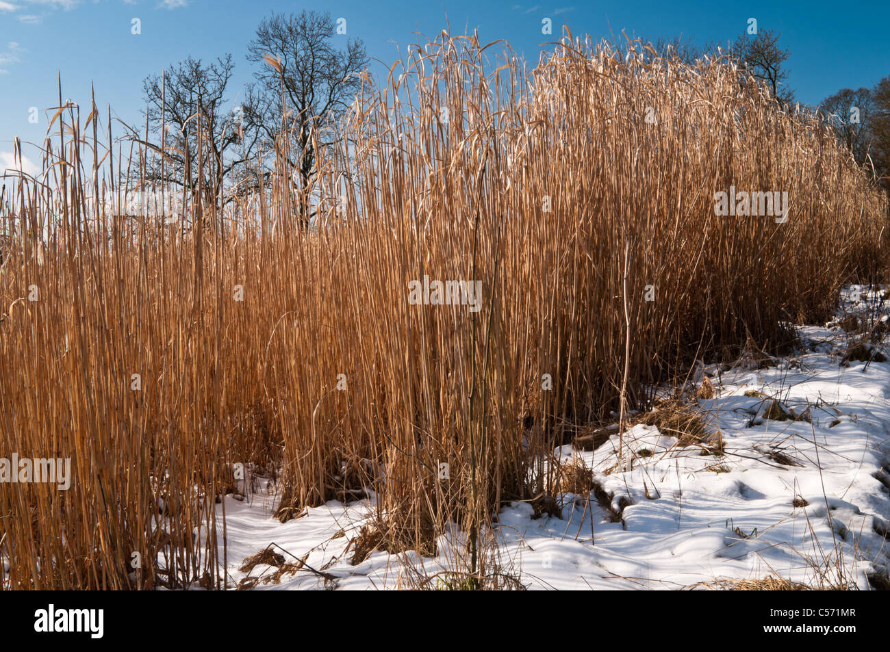 Elephant Grass almost ready for harvesting, with its golden stalks bathed in warm winter sunshine, Northamptonshire, England Stock Photo