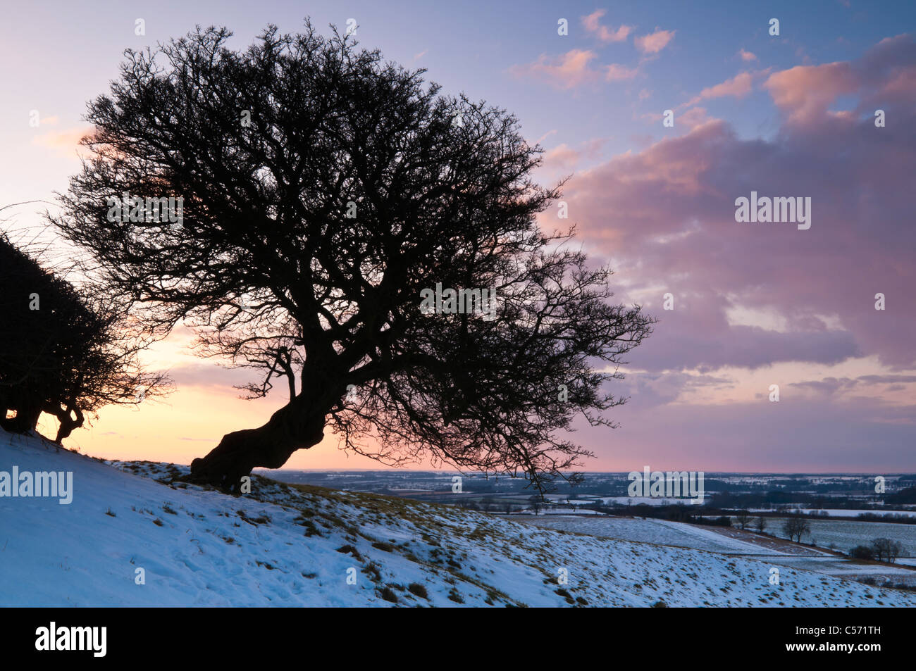 A lone Hawthorn tree silhouetted against a colourful sky at sunset on the snowy slopes of Honey Hill, Northamptonshire, England Stock Photo