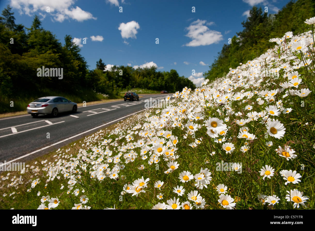 Oxeye Daisies on roadside. Leucanthemum vulgare Stock Photo