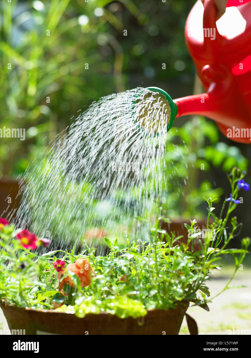 Watering can over flowers in backyard Stock Photo