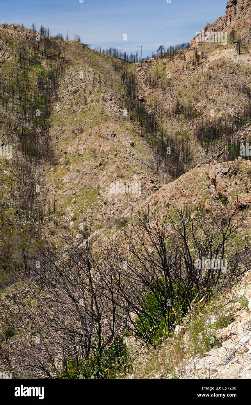 Aftermath Of A Major Forest Fire With Large Area Of Forest And Maquis