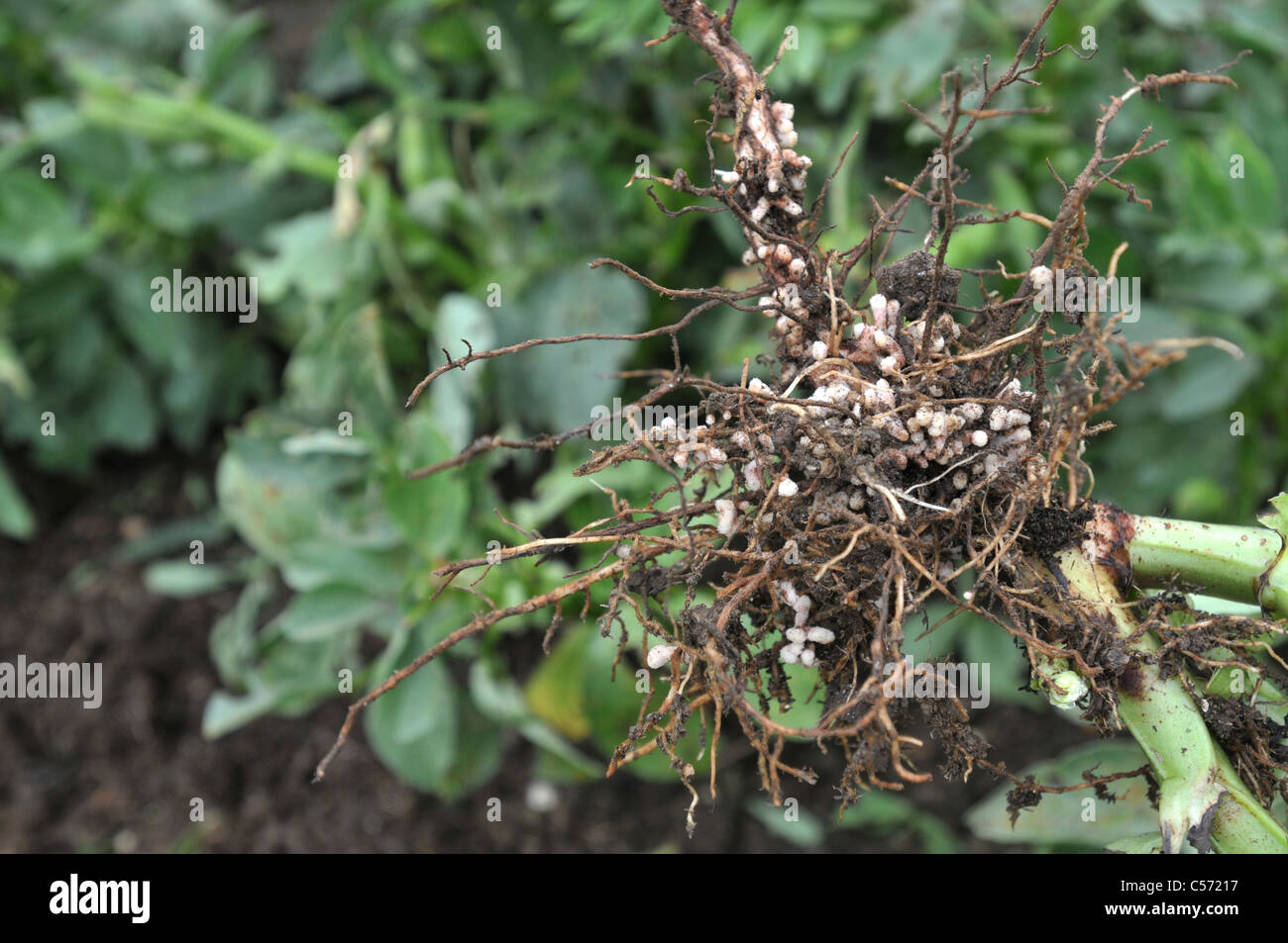 The roots of a Broad Bean plant showing the nodules of Nitrogen fixed to the roots Stock Photo