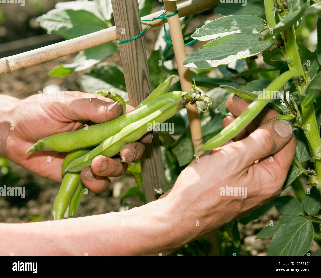 Picking beans hires stock photography and images Alamy