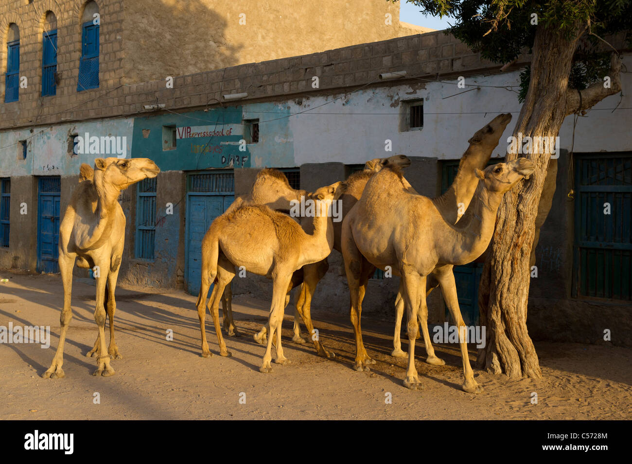 Camels walking in the street, Berbera, Somaliland, Somalia Stock Photo