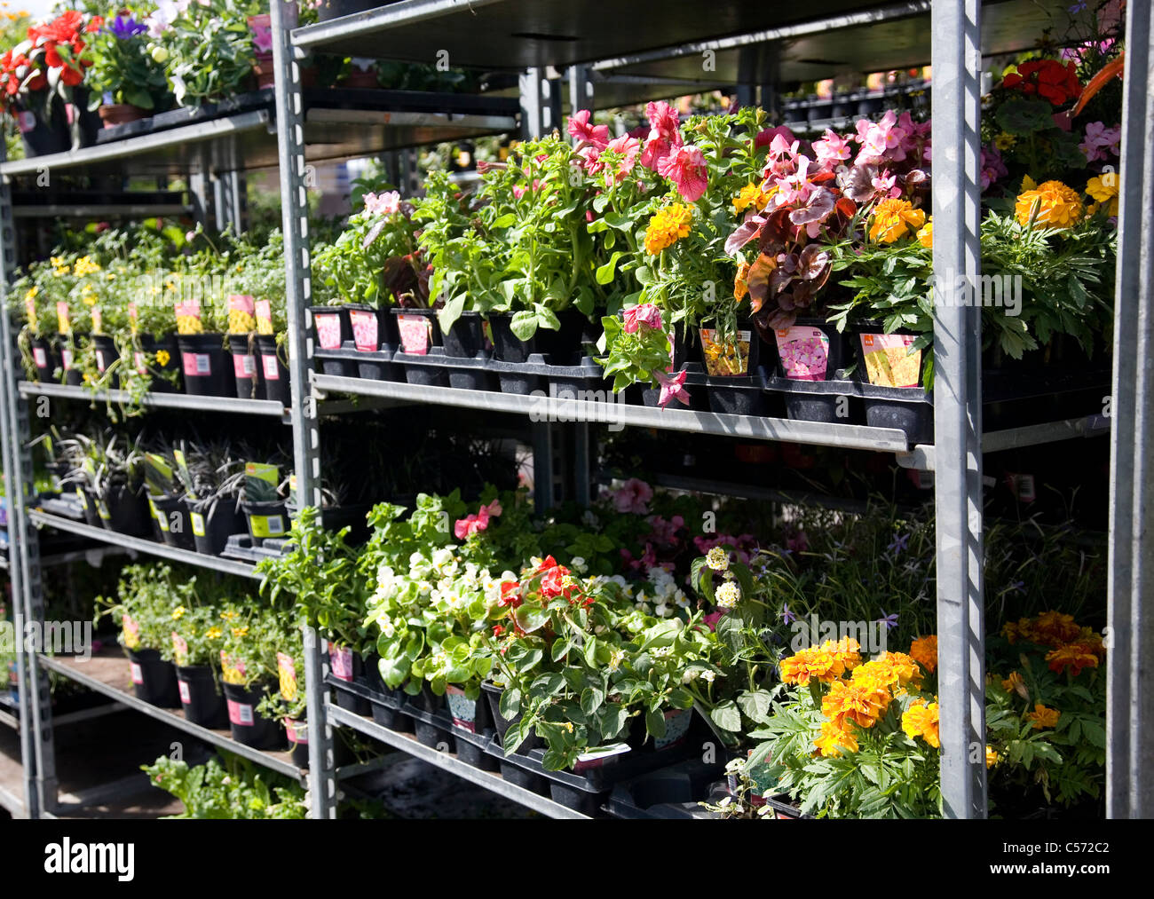 Small plants for sale at B&Q Stock Photo Alamy
