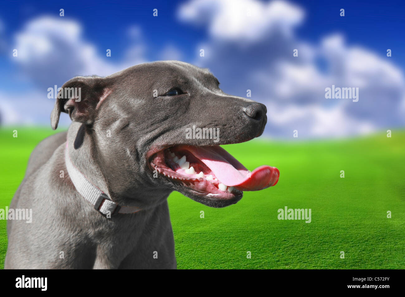 Dog panting after exercise hires stock photography and images Alamy