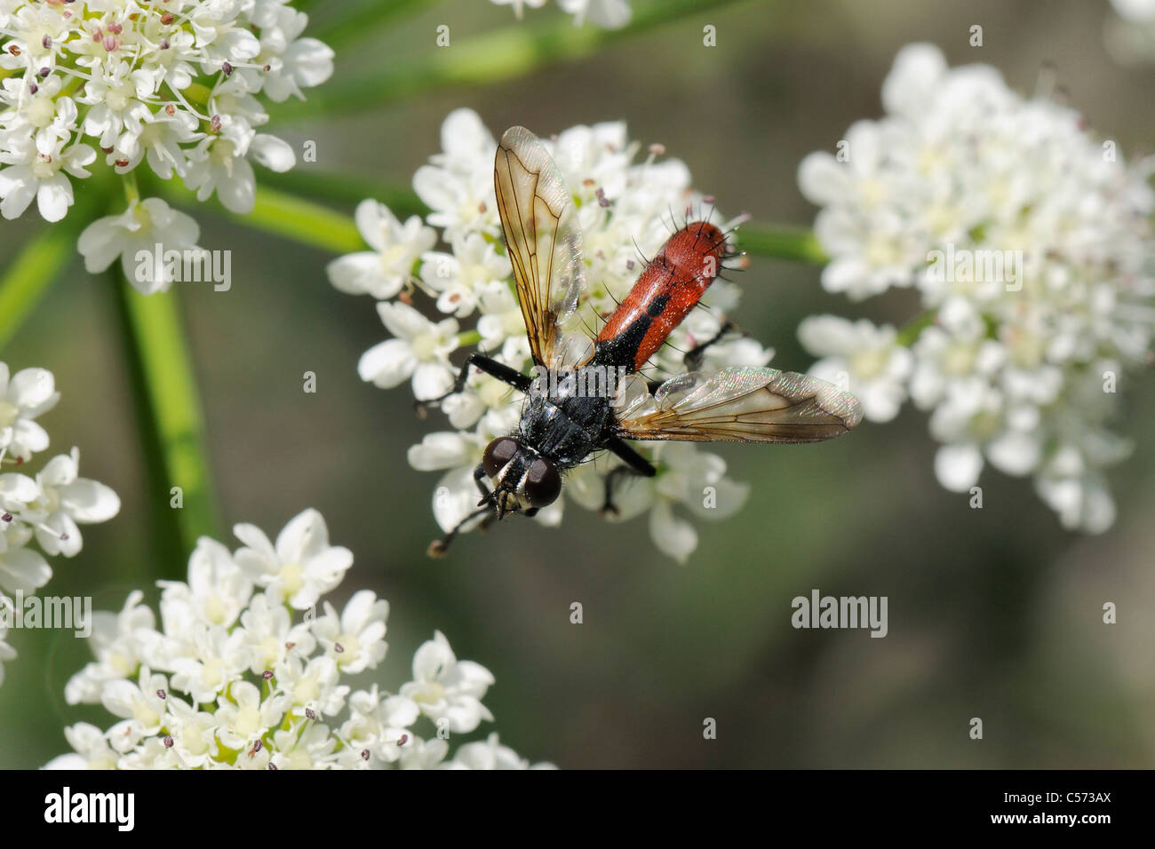 Parasite fly or Tachinid fly (Cylindromyia bicolor) female feeding on Wild angelica (Angelica sylvestris) flowers, Corsica. Stock Photo