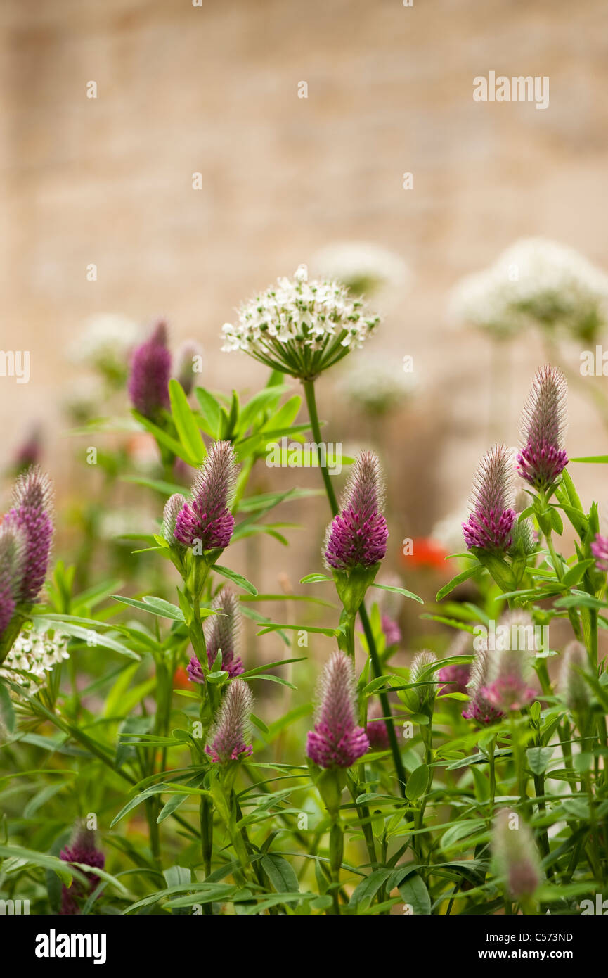 Trifolium rubens and Allium multibulbosum (Nigrum) in flower Stock Photo
