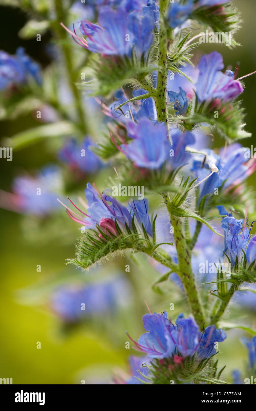 Echium vulgare, Viper's Bugloss or Blueweed, in flower Stock Photo