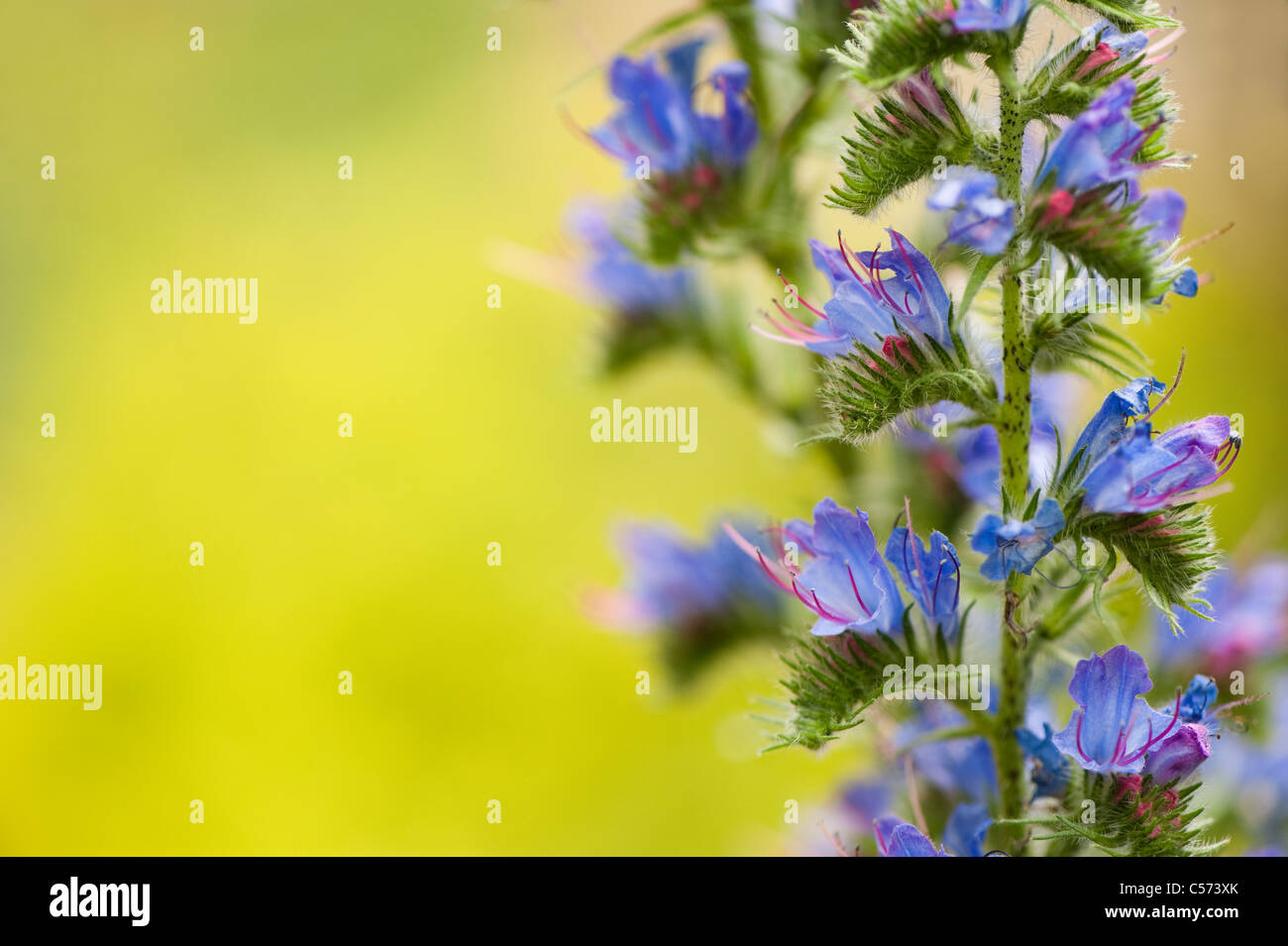 Echium vulgare, Viper's Bugloss or Blueweed, in flower Stock Photo