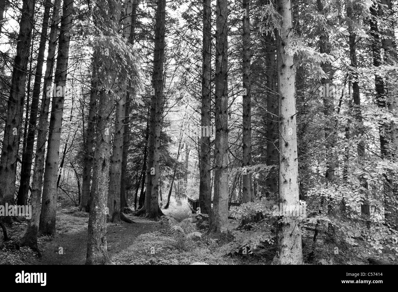 Pine trees Black and White Stock Photos & Images - Alamy
