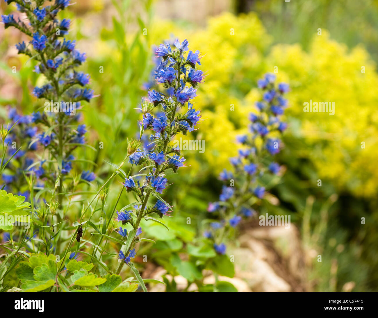 Echium vulgare, Viper's Bugloss or Blueweed and Alchemilla mollis, Lady's Mantle Stock Photo