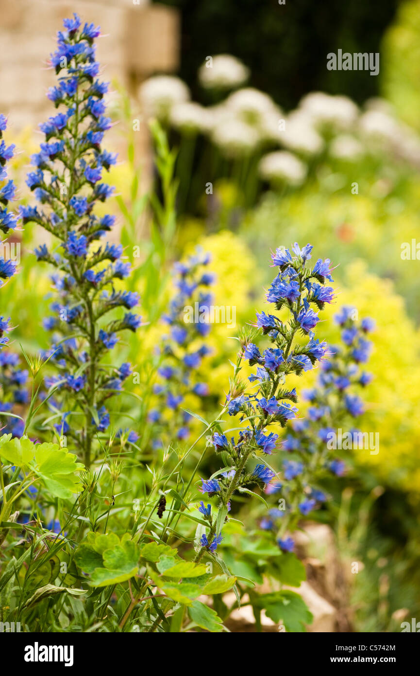 Echium vulgare, Viper's Bugloss or Blueweed, in flower Stock Photo