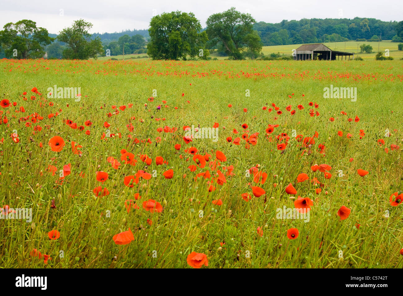 Poppy fields in Northumberland Stock Photo Alamy