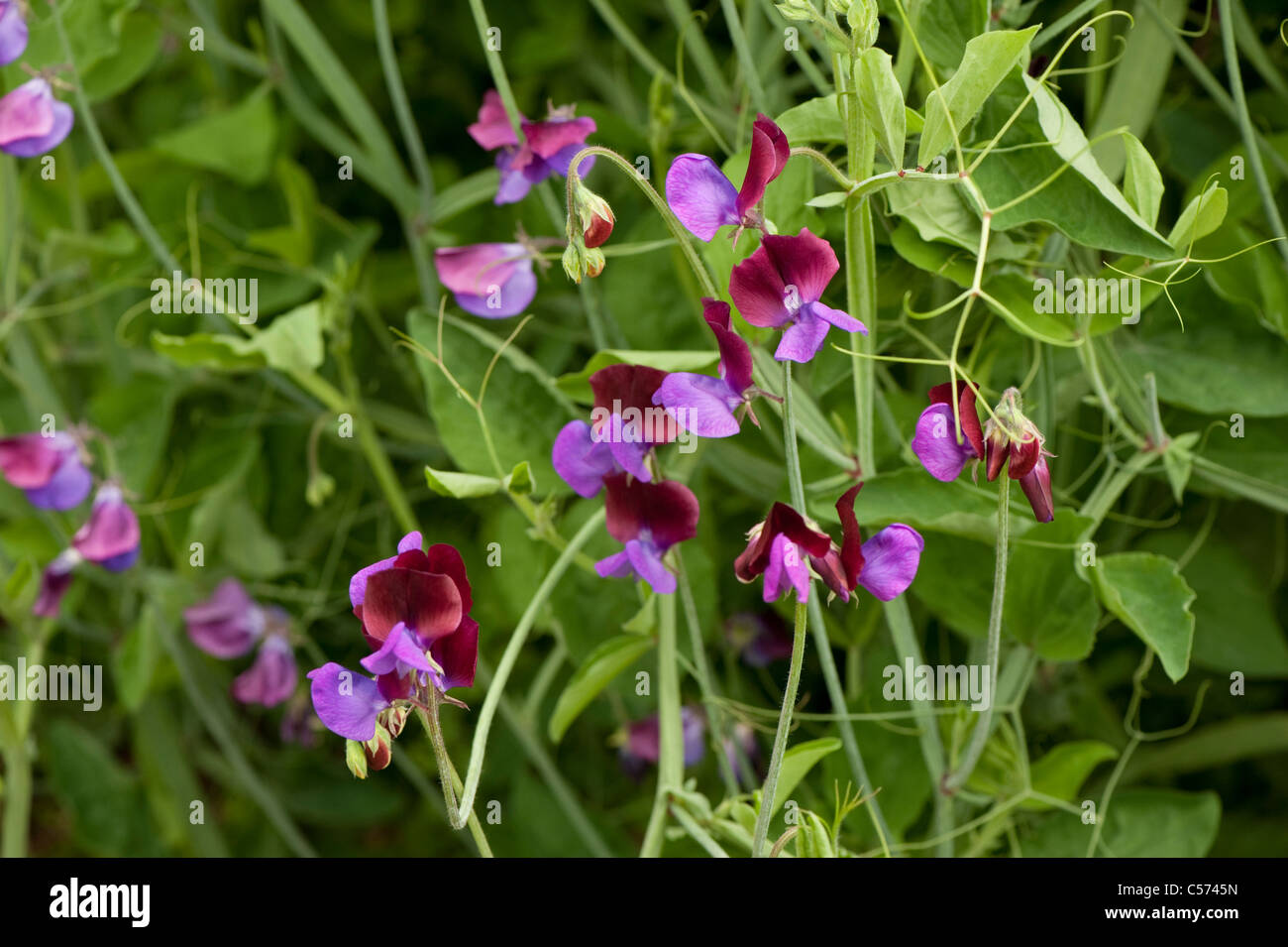 Sweet pea, Lathyrus odoratus 'Cupani', in flower Stock Photo
