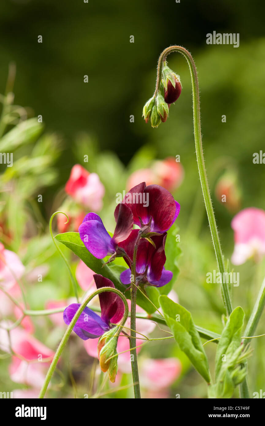 Sweet pea, Lathyrus odoratus 'Cupani' with 'Painted Lady' in the background Stock Photo