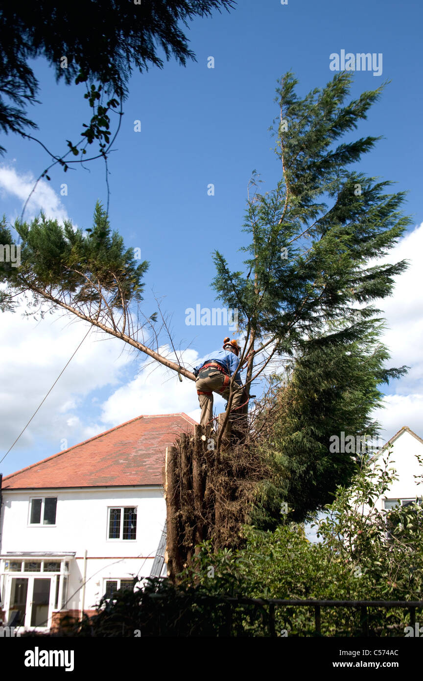 Tree surgeon felling one of the final two main trunks of a Leylandii (Cupressocyparis leylandii) which had out grown its place. Stock Photo