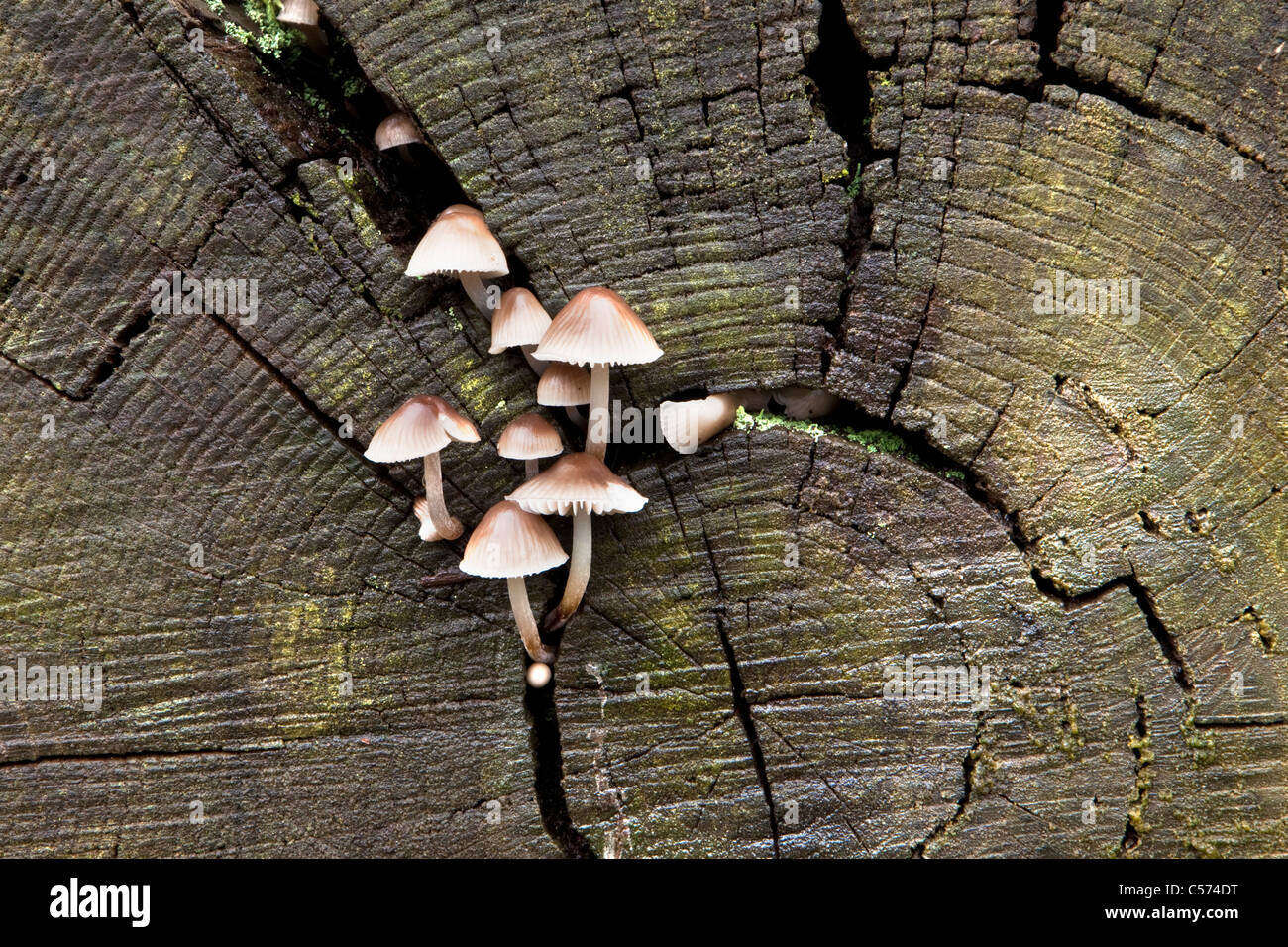 The Netherlands, Denekamp, Estate Singraven. Autumn. Fungus on beech tree trunk Stock Photo