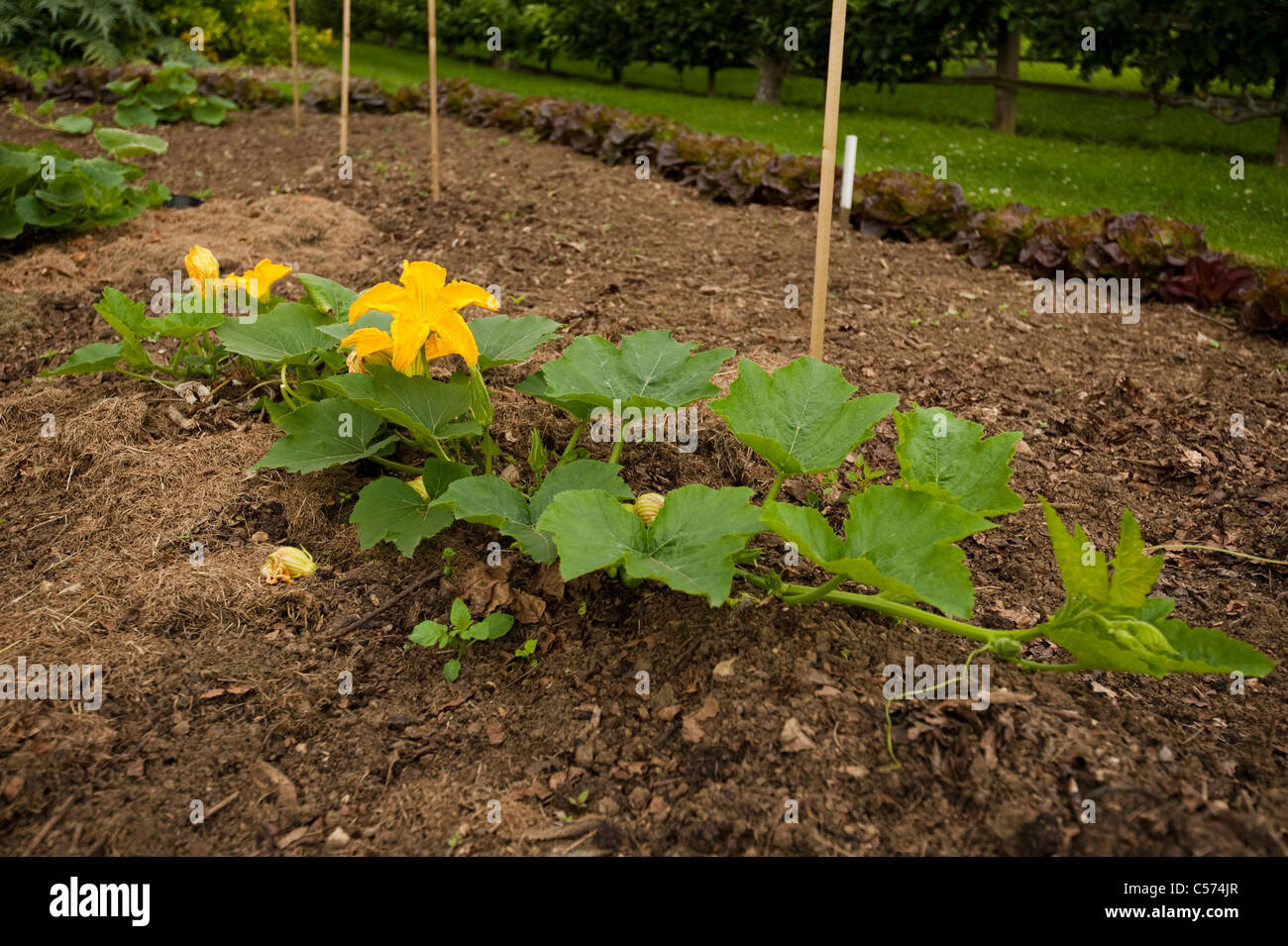 Pumpkin 'Connecticut Field' growing at Painswick Rococo Garden