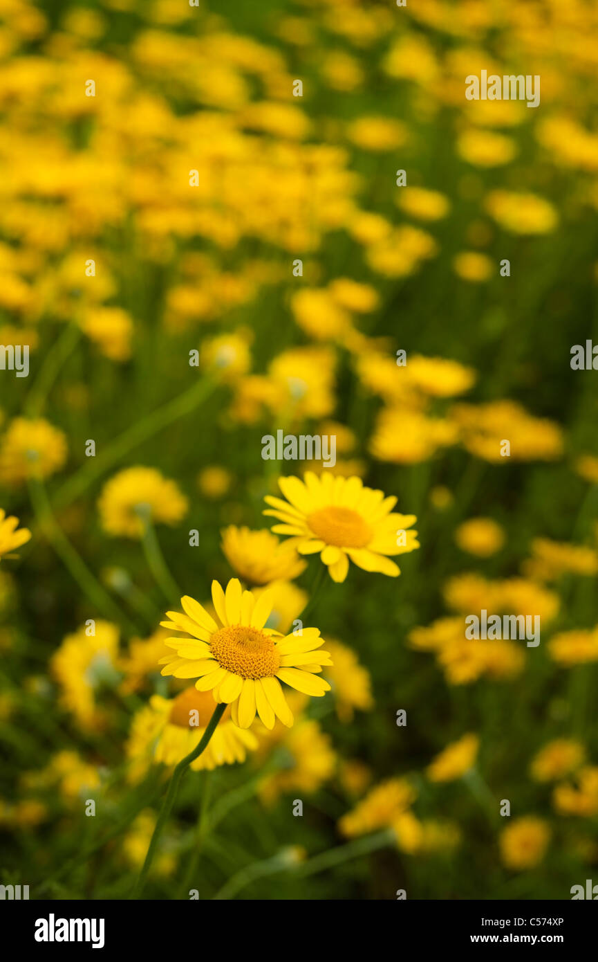 Anthemis tinctoria, Yellow Chamomile, in flower Stock Photo