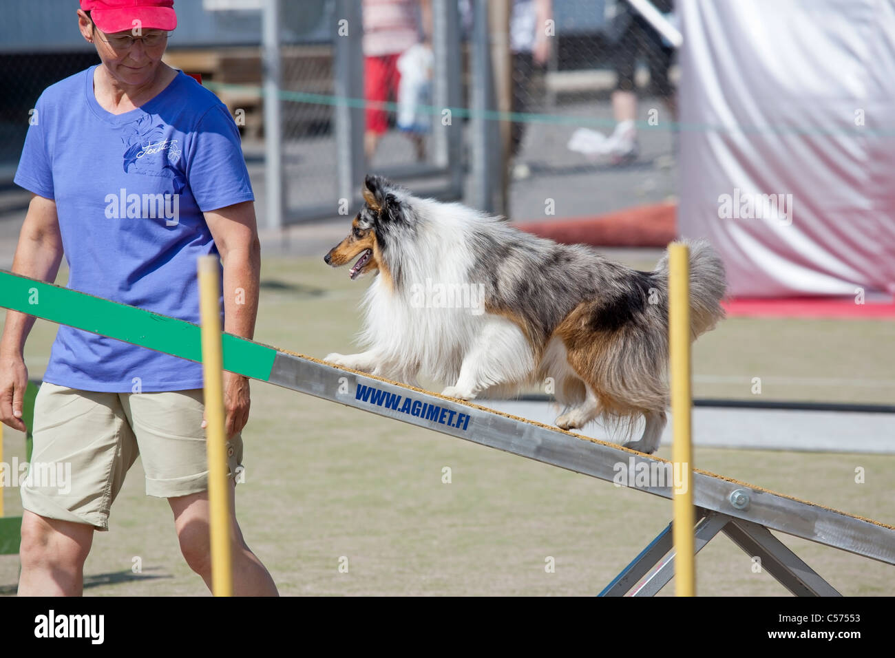dog agility competition Stock Photo Alamy