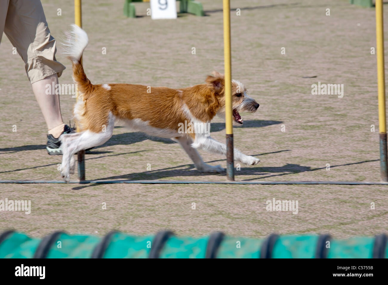 dog agility competition Stock Photo Alamy