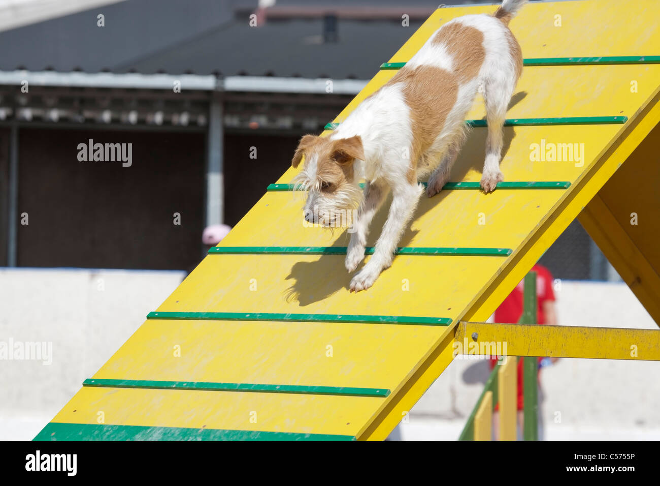 dog agility competition Stock Photo Alamy