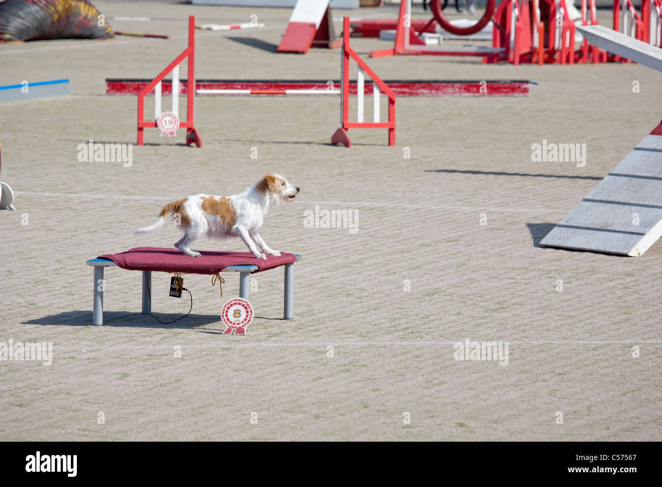 dog agility competition Stock Photo Alamy