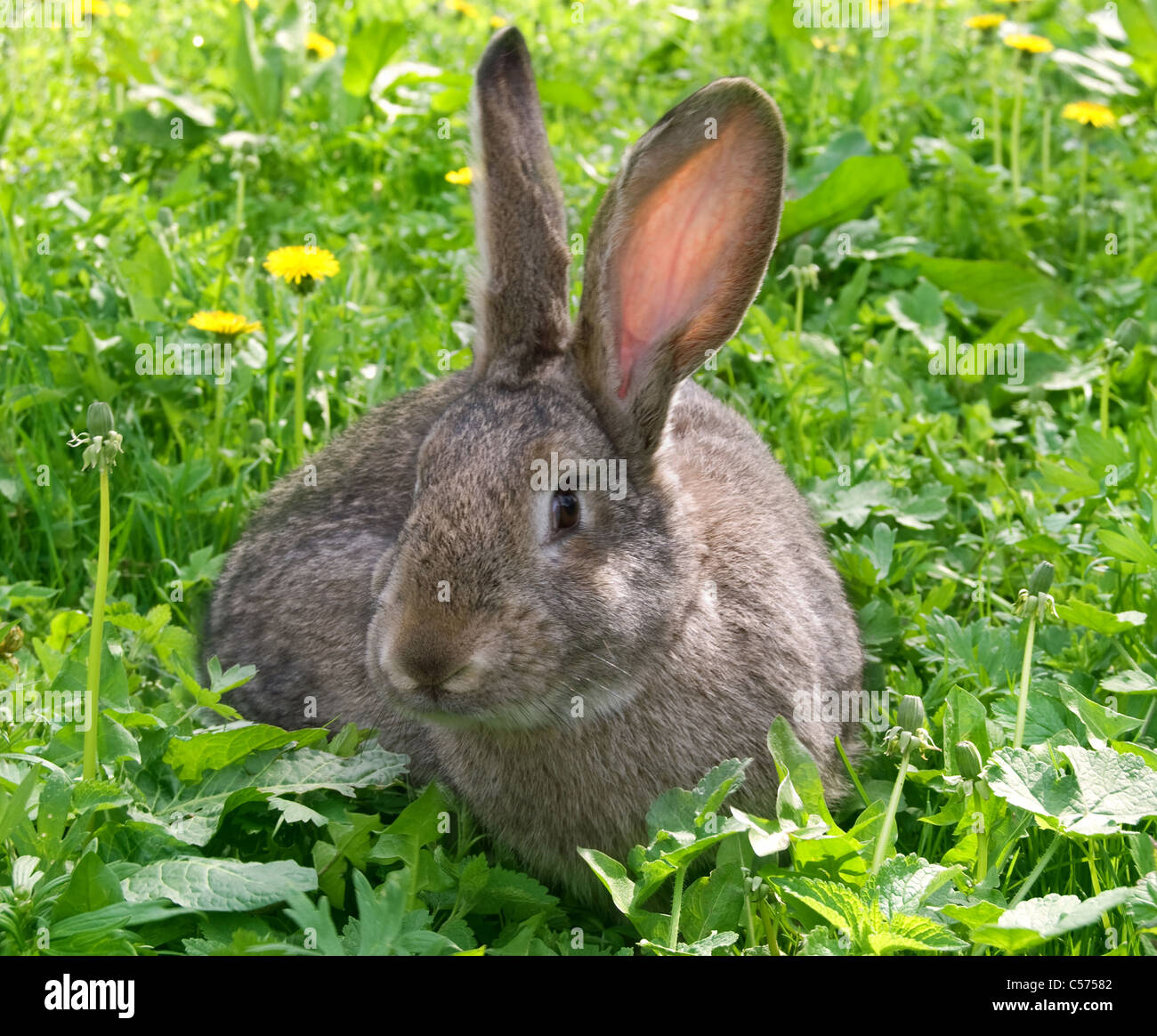 little rabbit is on a pasture Stock Photo
