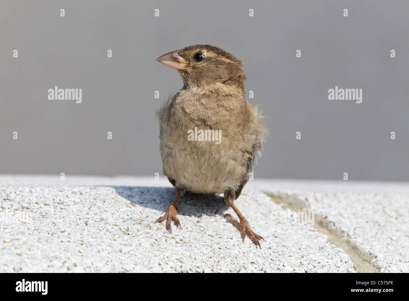 Adult female sparrow hi-res stock photography and images - Alamy